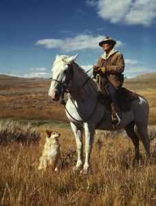 horse and dog